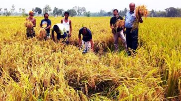 Nutrition Improvement with Zinc-Rich Rice in Bangladesh