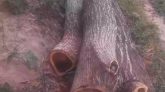 কমলগঞ্জ-কুরমা সড়কের পার্শ্বের ৭টি গাছ কেটে নিয়েছে দুর্বৃত্তরা