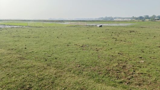 রাবার ড্যাম নষ্ট হওয়ায় শুকিয়ে যাচ্ছে করচার হাওড়-দিশেহারা কৃষক