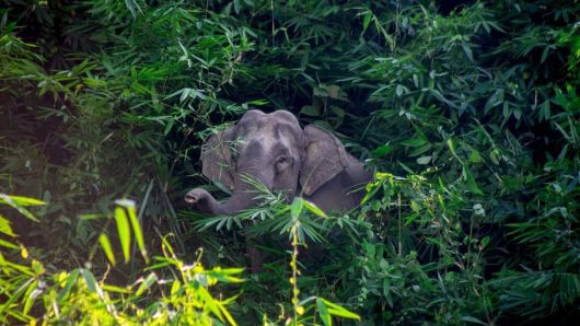 লোহাগাড়ায় বন্যহাতির আক্রমণে নারীর মৃত্যু