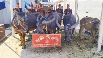 জুড়ীতে বিজিবির হাতে ৪টি ভারতীয় মহিষ আটক