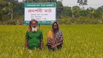 কাপাসিয়ায় জৈব সারে ১০০ একর জমিতে ধানের বাম্পার ফলন