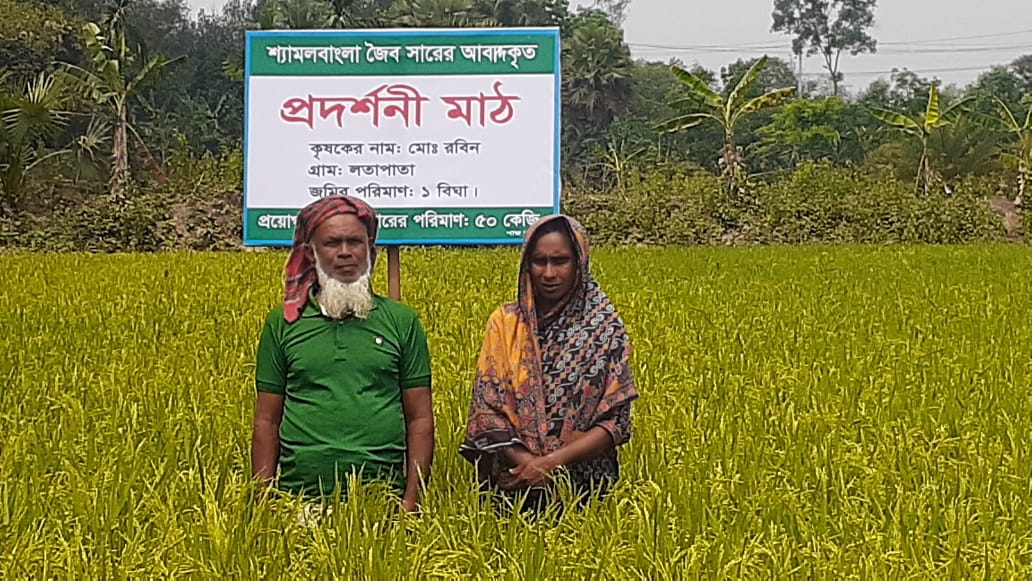 কাপাসিয়ায় জৈব সারে ১০০ একর জমিতে ধানের বাম্পার ফলন