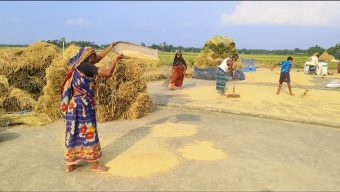 হাকালুকি হাওরে বোরো ধানের বাম্পার ফলন