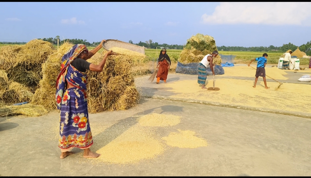 হাকালুকি হাওরে বোরো ধানের বাম্পার ফলন
