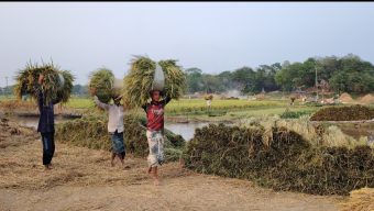 বোরো ধানে বাম্পার ফলন; দূষিত পানিতে শ্রমিক সংকট, ফসল নষ্টের শঙ্কা