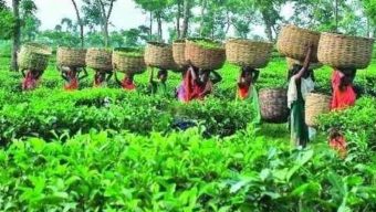 যেকারণে হুমকির মুখে  পড়েছে চা উৎপাদন
