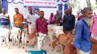 বাঘায় বিকল্প কর্মসংস্থানে জেলেরা পেলো বকনা বাছুর 