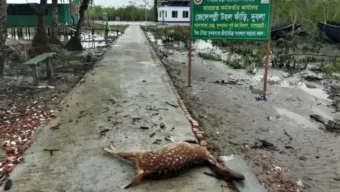জলোচ্ছ্বাসে প্লাবিত সুন্দরবন