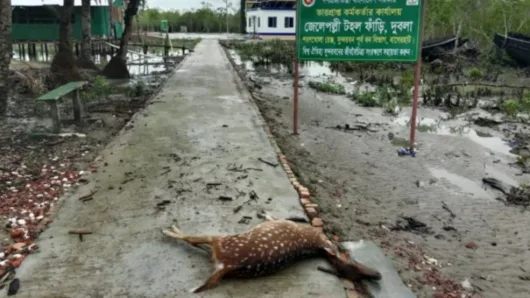 জলোচ্ছ্বাসে প্লাবিত সুন্দরবন