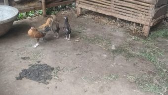 কালীগঞ্জে গরু চুরির আতঙ্কে খামারীরা