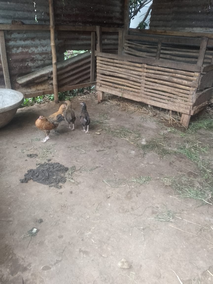 কালীগঞ্জে গরু চুরির আতঙ্কে খামারীরা