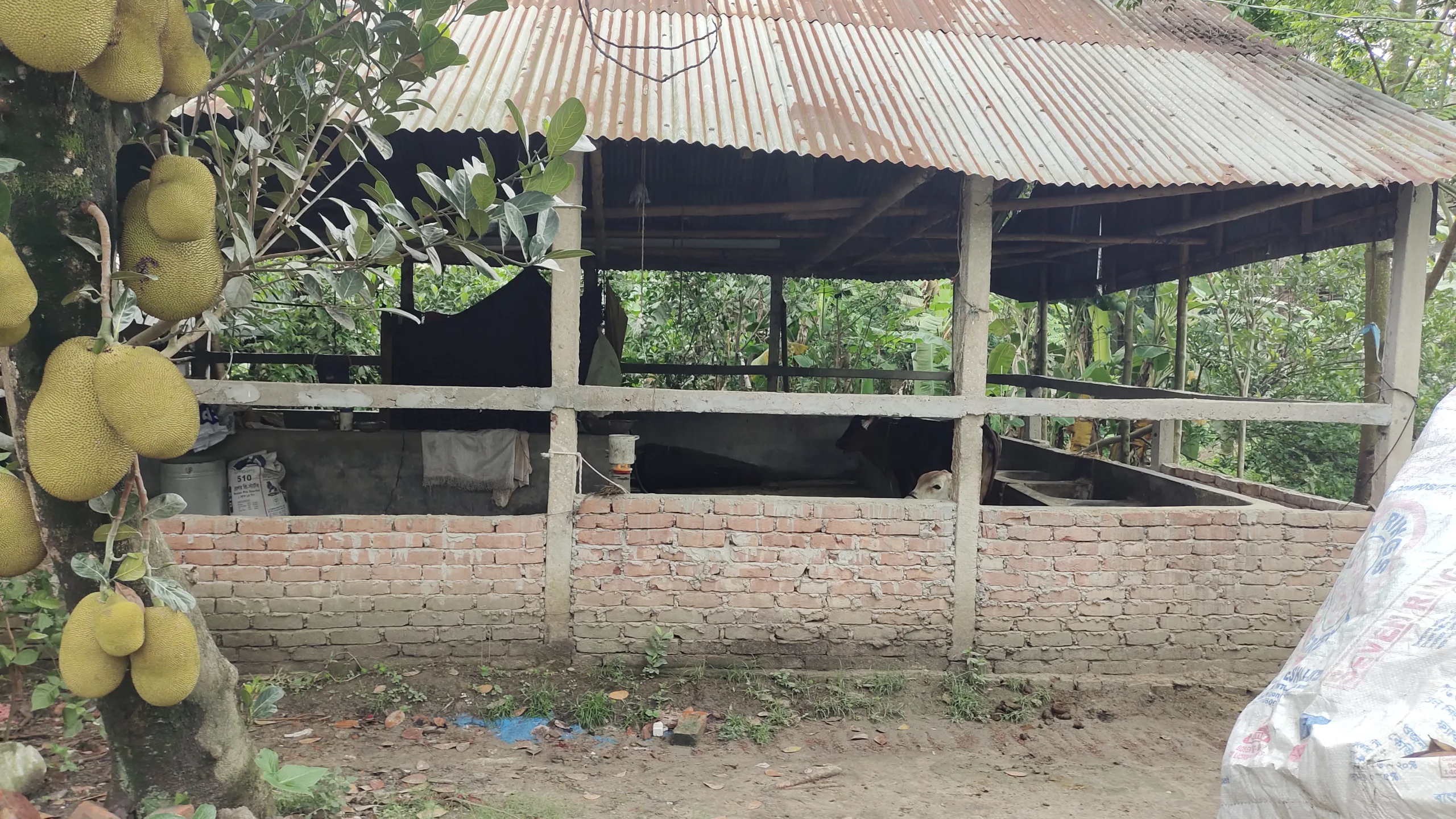 কালীগঞ্জে কুরবানীর জন্য ক্রয় করা গরু চুরি!
