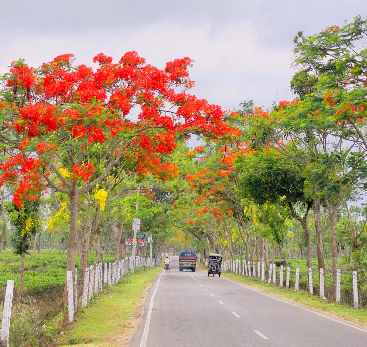 রঙে রঙিন গ্রীষ্মের কবিতা: ফুলে ফুলে মোড়ানো শ্রীমঙ্গল-ভানুগাছ সড়ক