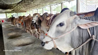 লোহাগাড়ায় চাহিদার চেয়ে বেশি প্রস্তুত কোরবানির পশু