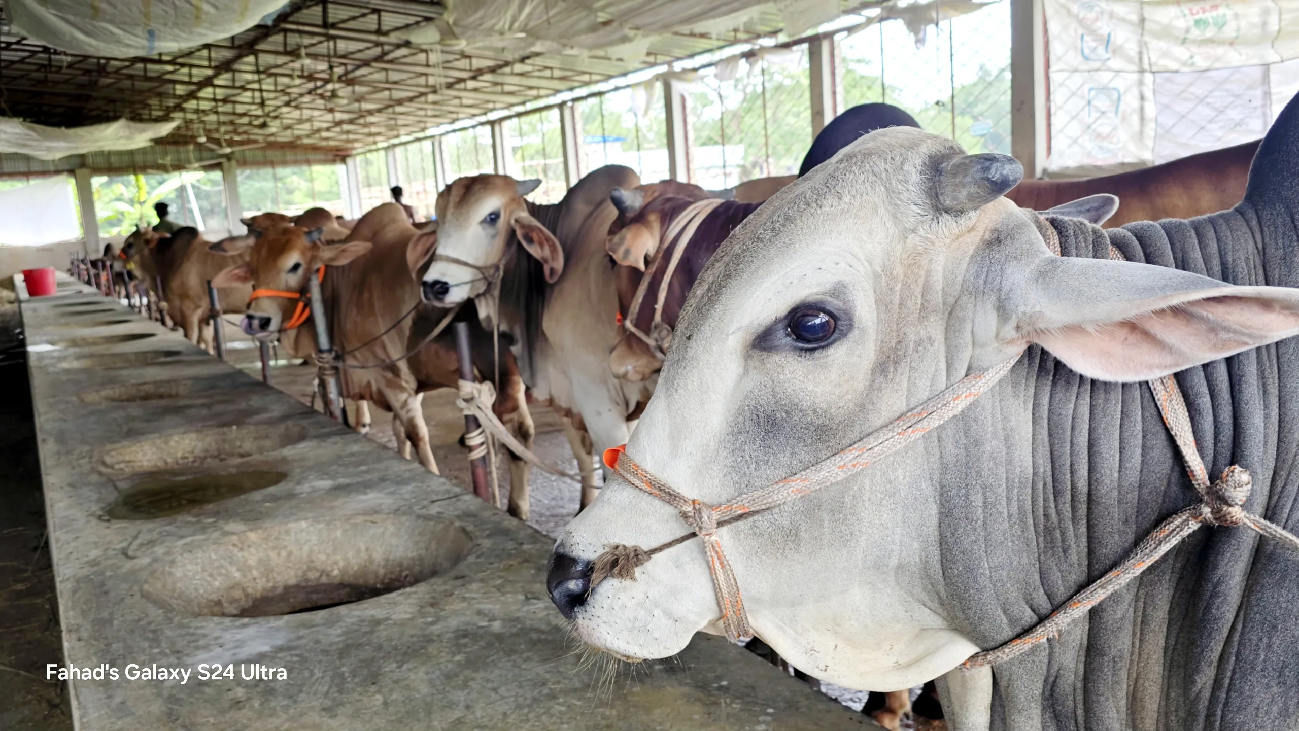 লোহাগাড়ায় চাহিদার চেয়ে বেশি প্রস্তুত কোরবানির পশু