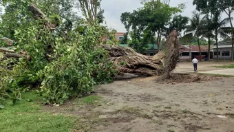 শতবর্ষীয় বটবৃক্ষের বিদায়: শেষ হলো একটি যুগের