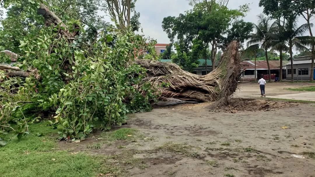 শতবর্ষীয় বটবৃক্ষের বিদায়: শেষ হলো একটি যুগের