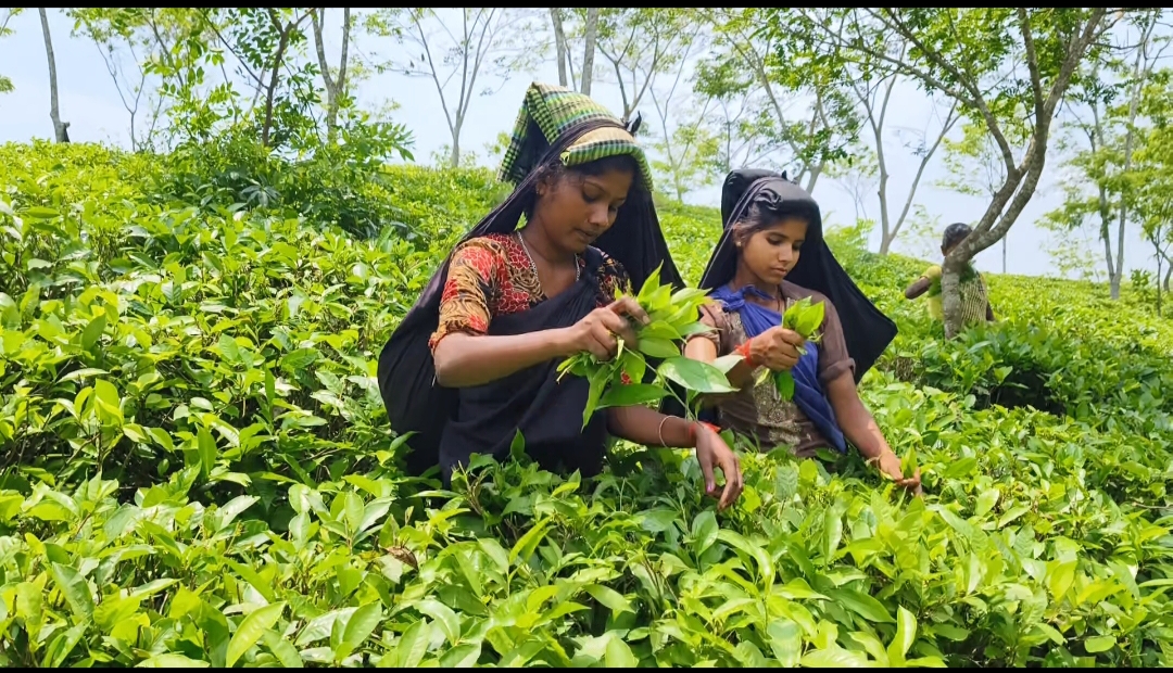 বঞ্চনার বৃত্তে চা-শ্রমিকদের জীবন