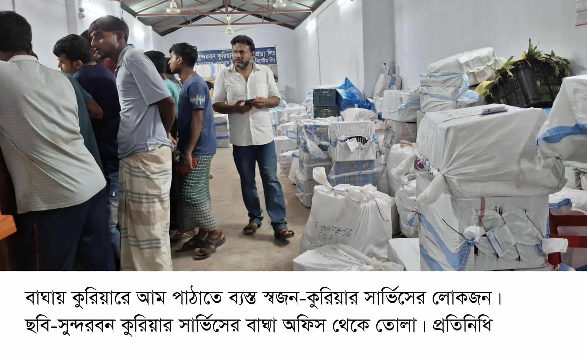বাঘায় আমে জমজমাট কুরিয়ার ব্যবসা