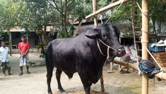 কালীগঞ্জ কাঁপাচ্ছে নিগ্রো!; ঈদে সাড়ে ৮ লাখ টাকার ষাড় দেখতে ভিড় উপচে পড়ছে
