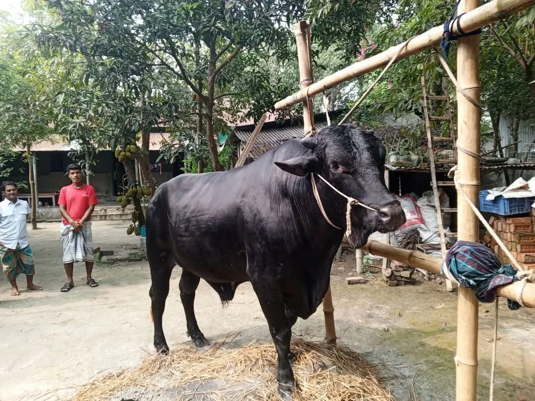 কালীগঞ্জ কাঁপাচ্ছে নিগ্রো!; ঈদে সাড়ে ৮ লাখ টাকার ষাড় দেখতে ভিড় উপচে পড়ছে