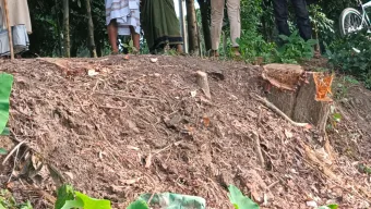 মাদারীপুরে সড়কের সরকারি গাছ কেটে নেওয়ার অভিযোগ সুজন গৌড়ার বিরুদ্ধে