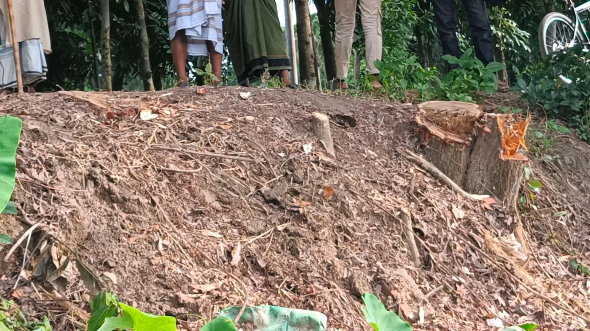 মাদারীপুরে সড়কের সরকারি গাছ কেটে নেওয়ার অভিযোগ সুজন গৌড়ার বিরুদ্ধে