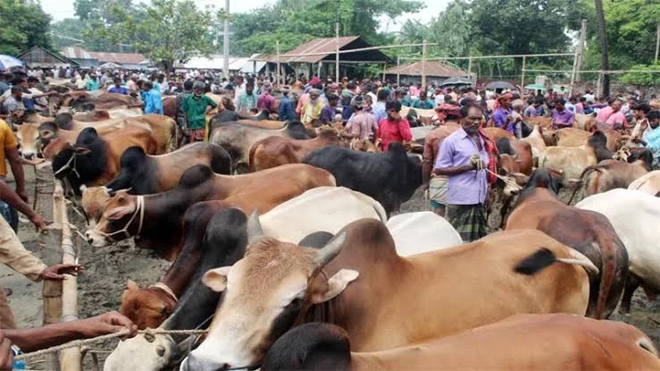 বৃষ্টি বাগড়ার পর রোদের ঝলকানি; সিলেটে জমজমাট পশুর হাট