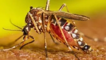 ডেঙ্গু নিয়ে হাসপাতালে ১৩৮ রোগী, বেশিরভাগ বরিশালের