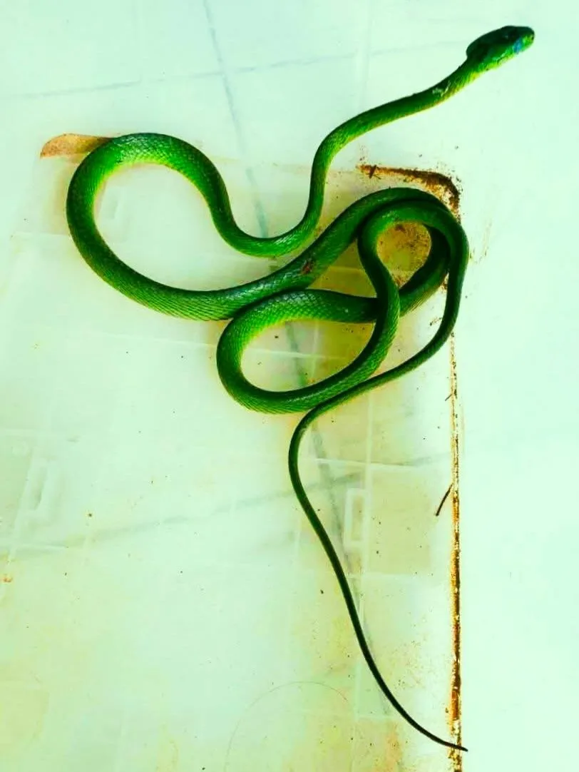 কলার আড়তে মিললো ফণি মনসা সাপ