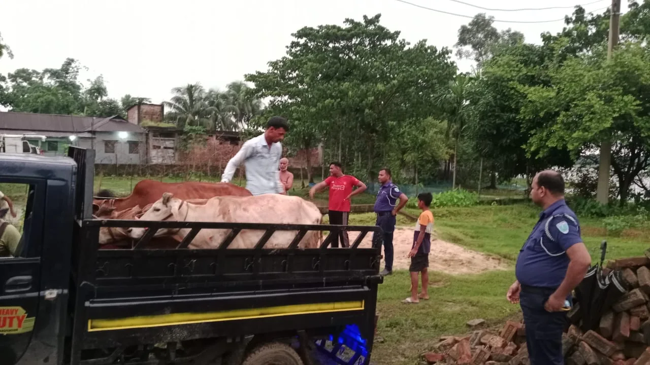 কুলাউড়ায় গোয়ালঘর ভেঙে গরু চুরি; পিকআপসহ গরু উদ্ধার