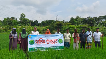 কাপাসিয়ায় ধানের পোকা নিধনে ‘পার্চিং উৎসব’ অনুষ্ঠিত