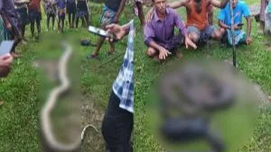 ছাগল খাওয়ার অপরাধে অজগর সাপটিকে হত্যা 
