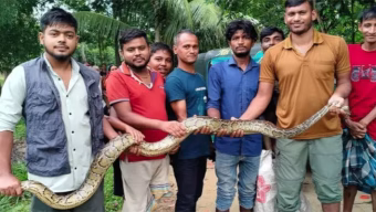 ধানক্ষেতে মিললো বিশালাকৃতির অজগর সাপ
