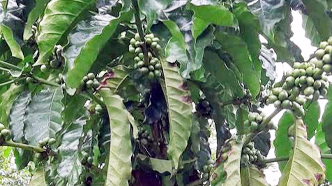 কফি চাষের সম্প্রসারণ অগ্রসর হচ্ছে মৌলভীবাজারের চাষীরা