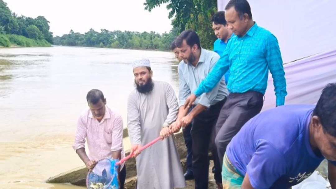 মনু নদীতে পোনা মাছ অবমুক্ত; জেলা প্রশাসক