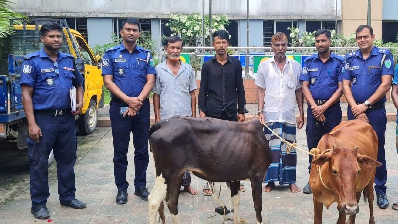বড়লেখায় ৩ গরু চোরসহ ২টি গরু উদ্ধার