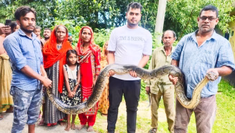 শ্রীমঙ্গলে ২৫ কেজি ওজনের অজগর সাপ উদ্ধার 