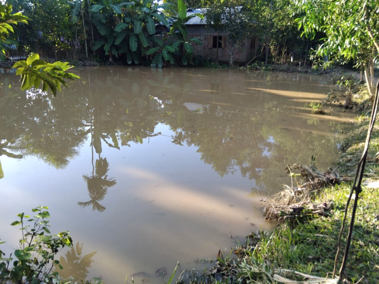 শ্রীমঙ্গলে রুলি বেগমের পুকুরের মাছ লুটপাট