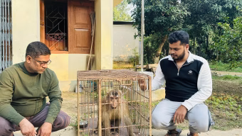 শ্রীমঙ্গলে বিরল সিংহ বানর উদ্ধার: দ্রুত পদক্ষেপে বন্যপ্রাণী সেবা ফাউন্ডেশন