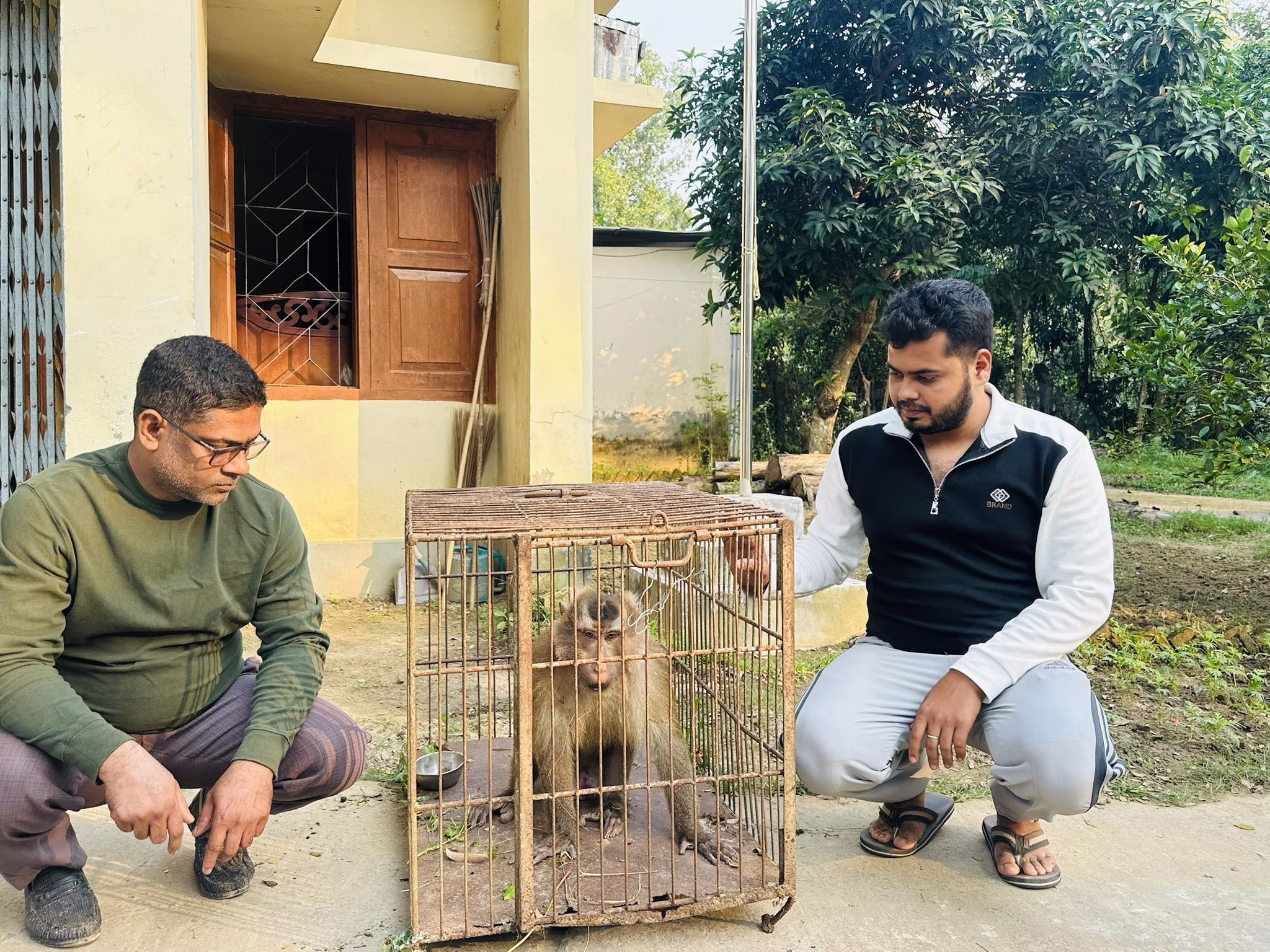 শ্রীমঙ্গলে বিরল সিংহ বানর উদ্ধার: দ্রুত পদক্ষেপে বন্যপ্রাণী সেবা ফাউন্ডেশন