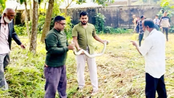 শ্রীমঙ্গলে ধান কাটতে গিয়ে মিলল বিরল অজগর, নিরাপদে উদ্ধার