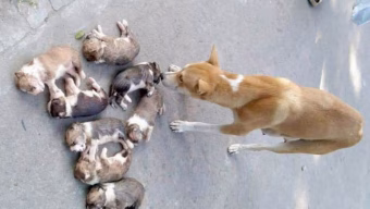 Officer Removed after Killing of Eight Puppies in Pabna