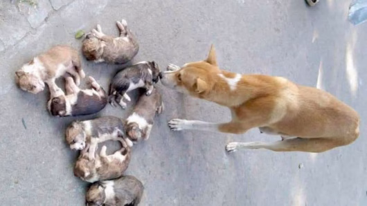 Officer Removed after Killing of Eight Puppies in Pabna