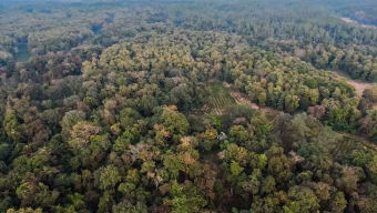 Armed Gang Fells Trees After Firing Shots at Forest Guards in Rema–Kalenga