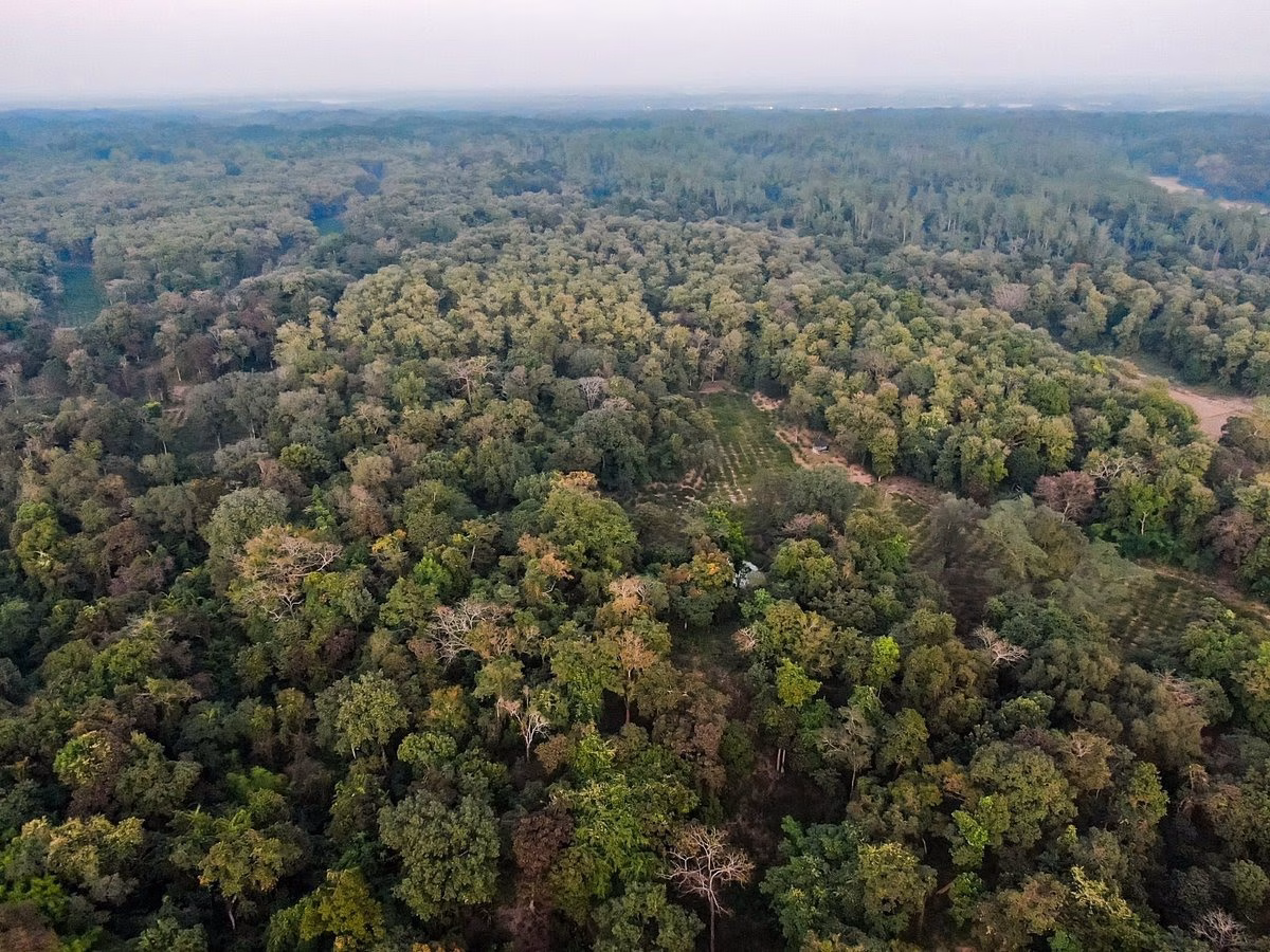 Armed Gang Fells Trees After Firing Shots at Forest Guards in Rema–Kalenga