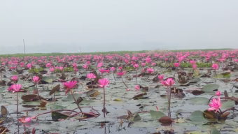 মৌলভীবাজর শ্রীমঙ্গলের হাইল হাওরে শাপলার রাজ্যে প্রকৃতিপ্রেমী ও ভ্রমণপিপাসুদের ভীড়