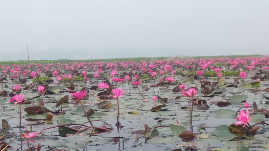 মৌলভীবাজর শ্রীমঙ্গলের হাইল হাওরে শাপলার রাজ্যে প্রকৃতিপ্রেমী ও ভ্রমণপিপাসুদের ভীড়