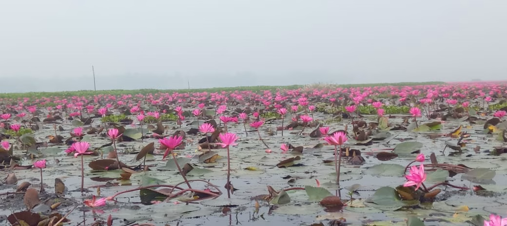 মৌলভীবাজর শ্রীমঙ্গলের হাইল হাওরে শাপলার রাজ্যে প্রকৃতিপ্রেমী ও ভ্রমণপিপাসুদের ভীড়